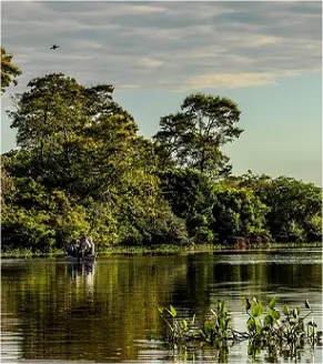 Pantanal river