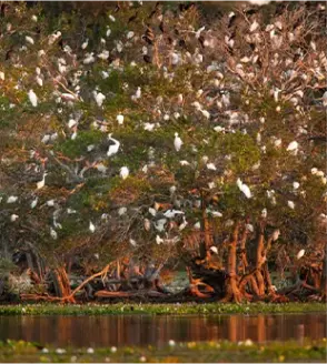 Pantanal river