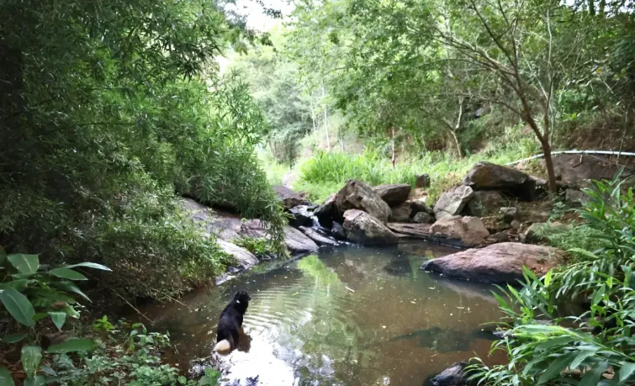 vida de cão (Cristiana Beltrão/Arquivo pessoal)