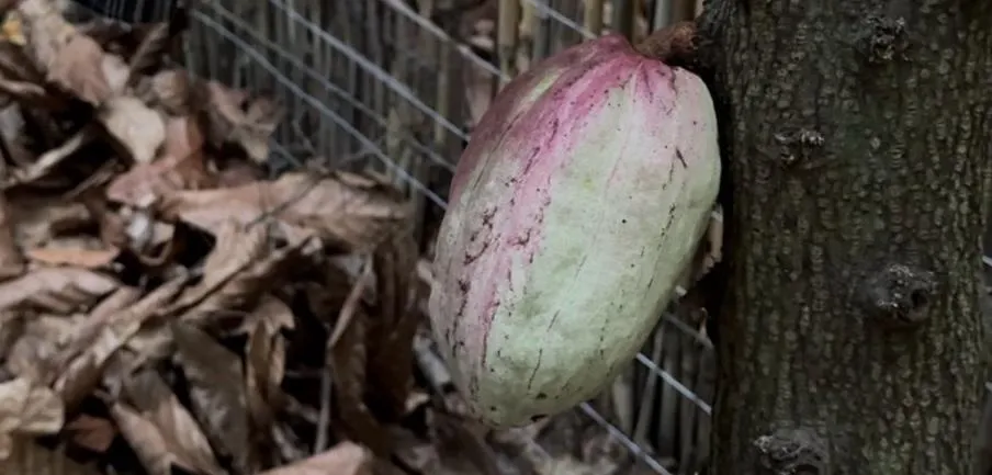 cacau aromático, mais parecido com o trinitário (Cristiana Beltrão/Arquivo pessoal)