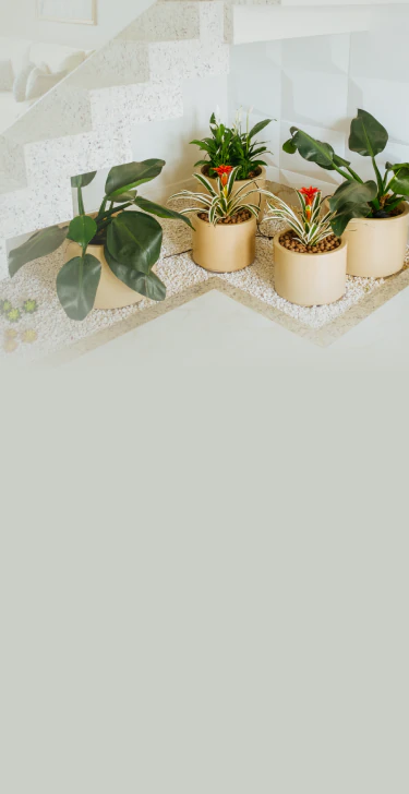 banner-1-mobile